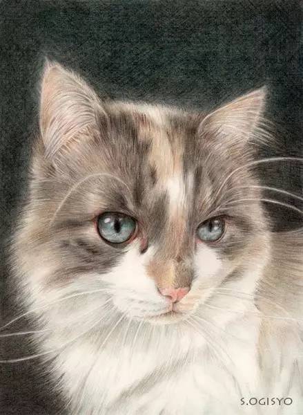 手绘插画她的猫丨王氏教育集团