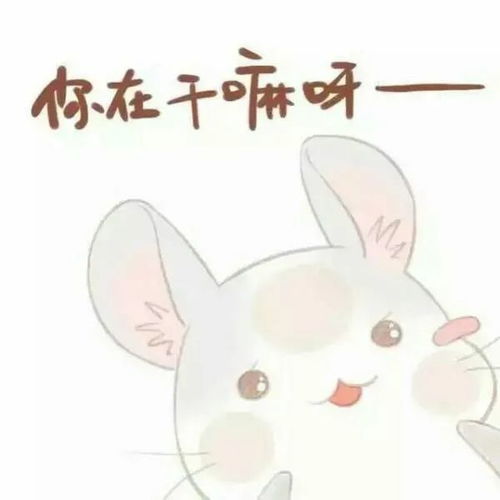 表情包软萌仓鼠君的问候