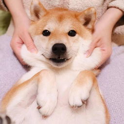 timthumb