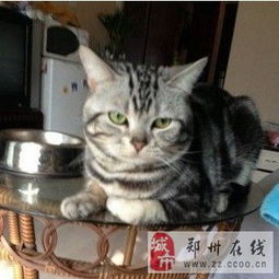 美国短毛猫第一胎出售