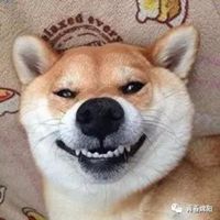 微笑柴犬头像图片微信头像图片大全