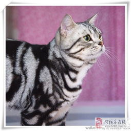cfa美国短毛猫接受预定啦