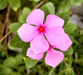 长春花搜狗百科