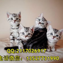 广州喵喵找新家