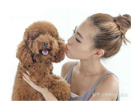养泰迪犬会得什么病