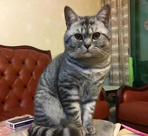 美国短毛猫这6种毛色,你都认识吗