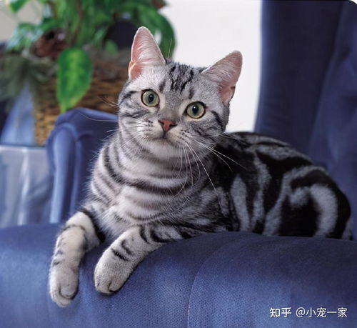 英国短毛猫vs美国短毛猫,哪种更适合家养