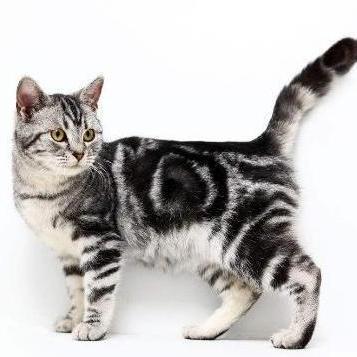 带你领略猫的世界3美国短毛猫