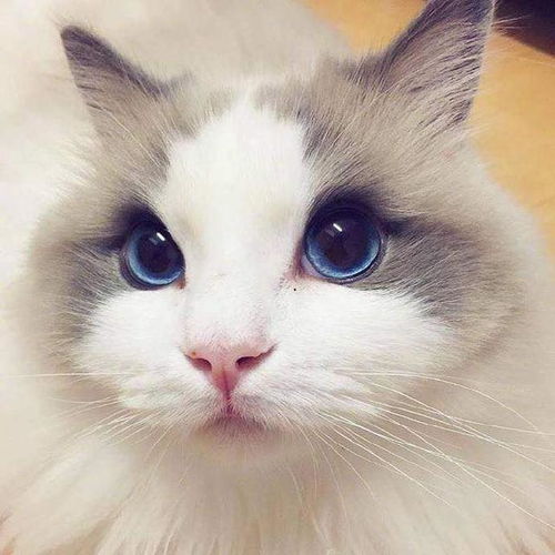 上海布偶猫舍推荐有哪些