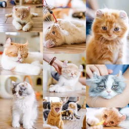 萌出血广州这5家的撸猫店人均低至26美食和猫兼得